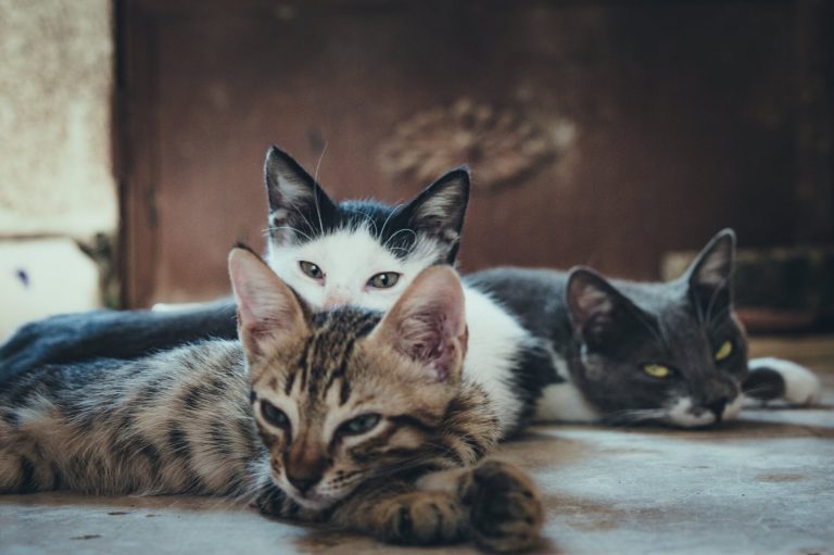 three short fur assorted color cats